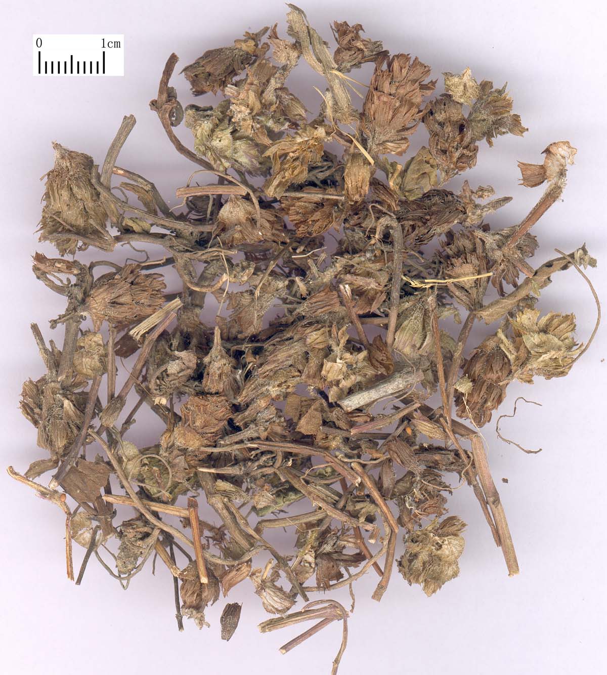 中药材-夏枯草-药材