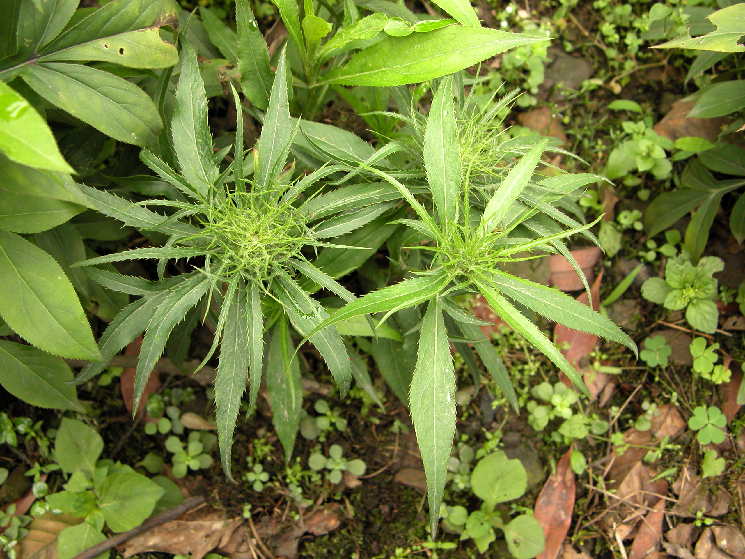 中药材-白术-原态