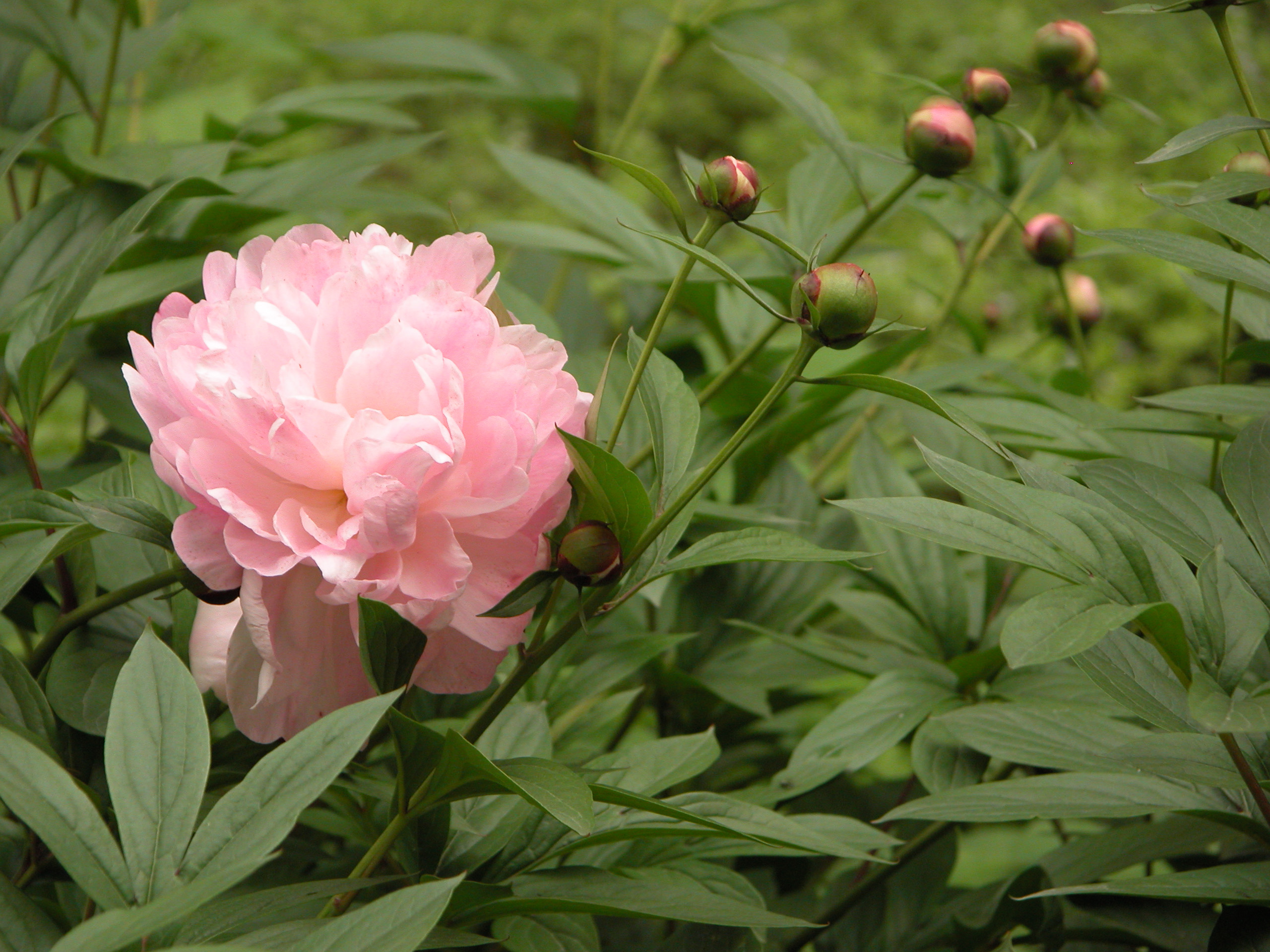 中药材-白芍-原态 中药材-白芍-原态