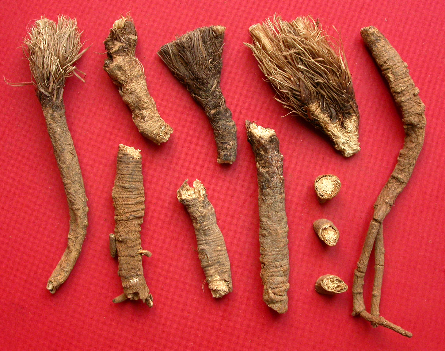 中药材-柴胡-药材2 中药材-柴胡-药材2