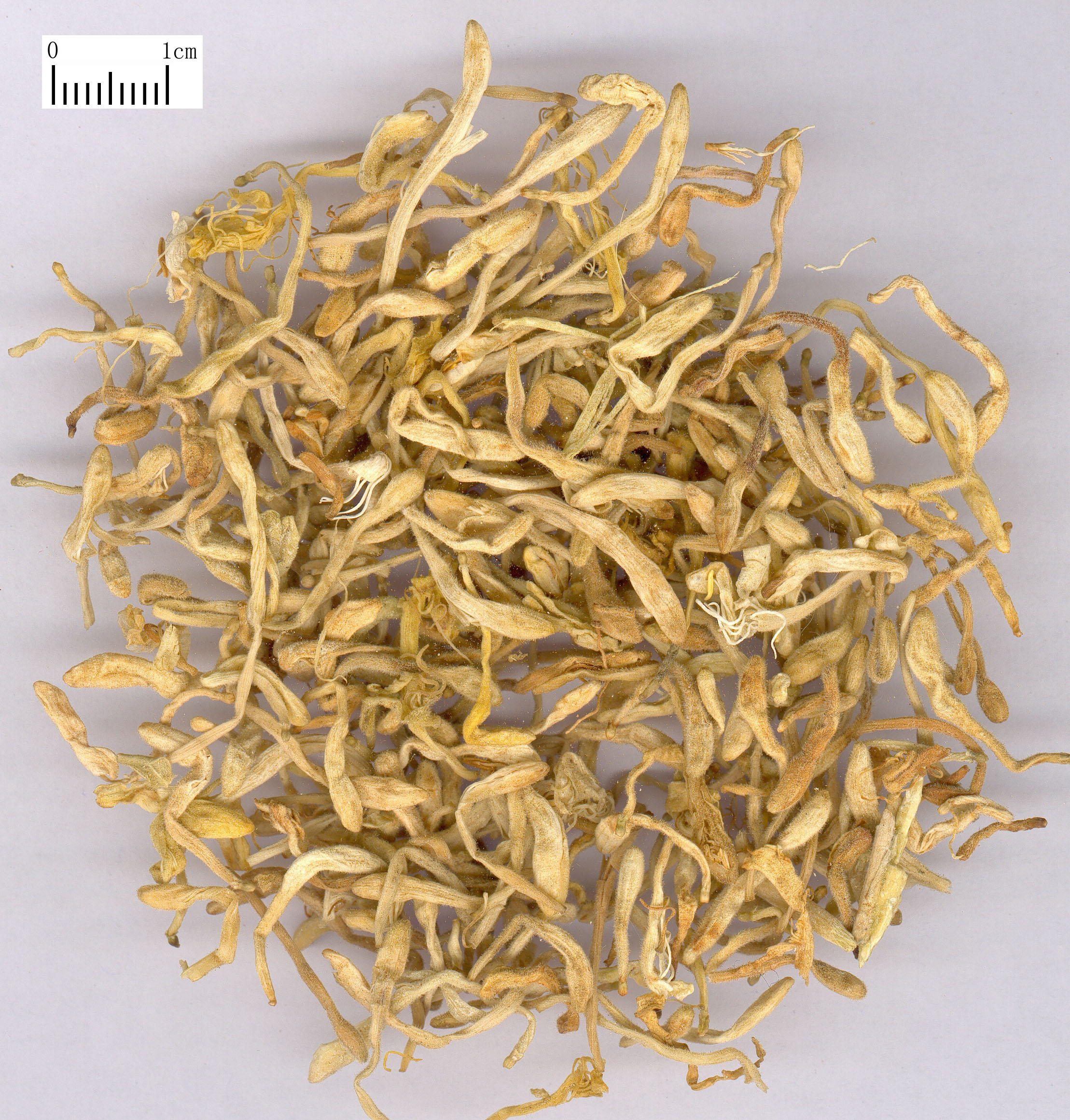 中药材-金银花-饮片