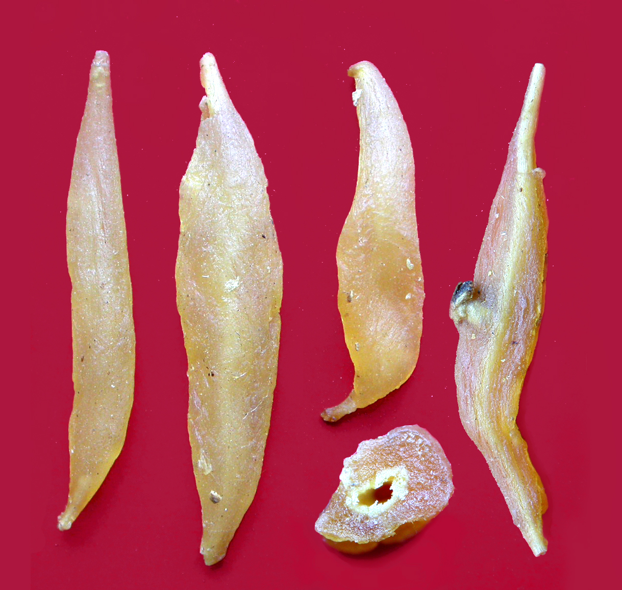 中药材-天门冬（天冬）-饮片2