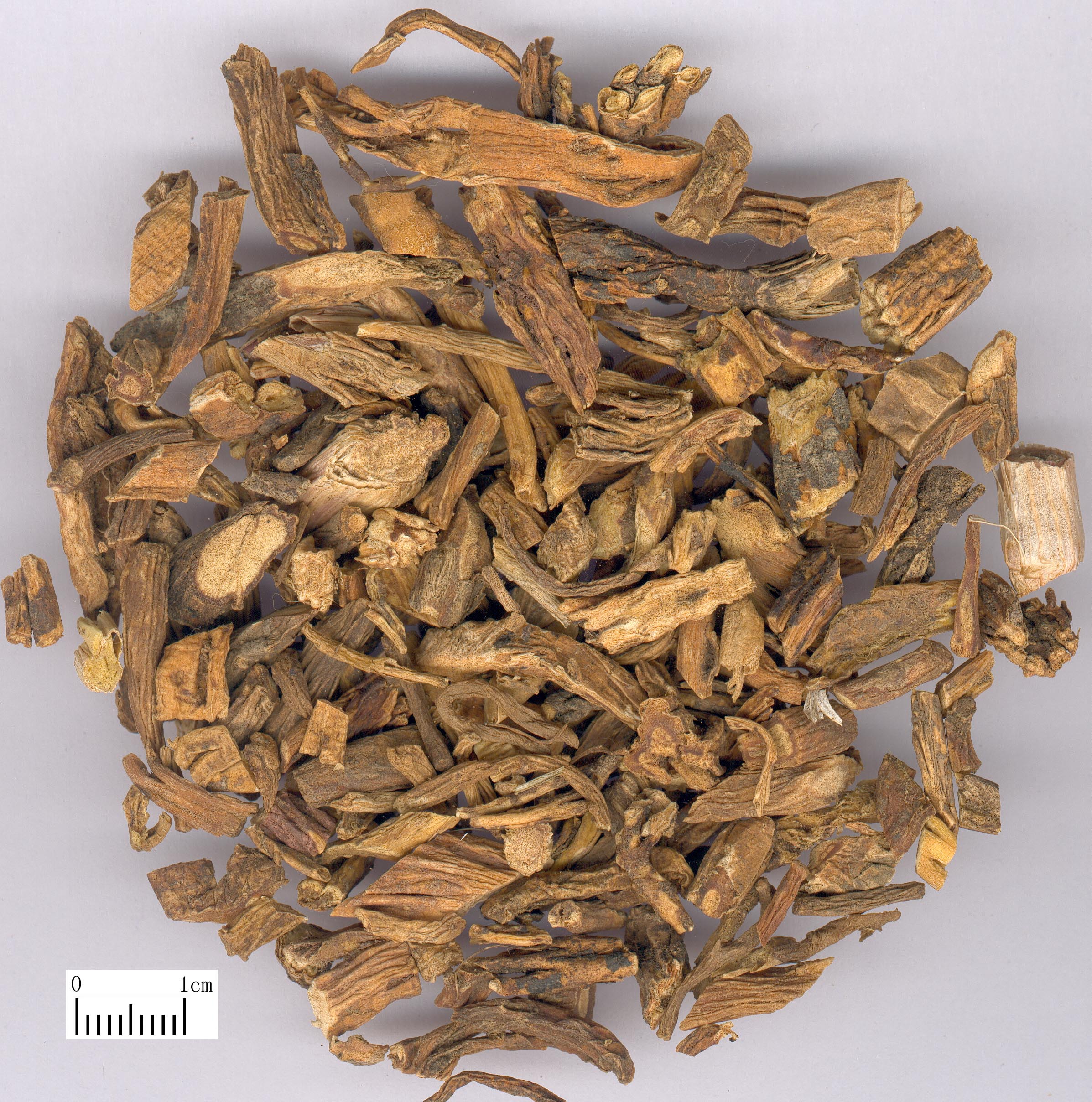 中药材-秦艽-饮片