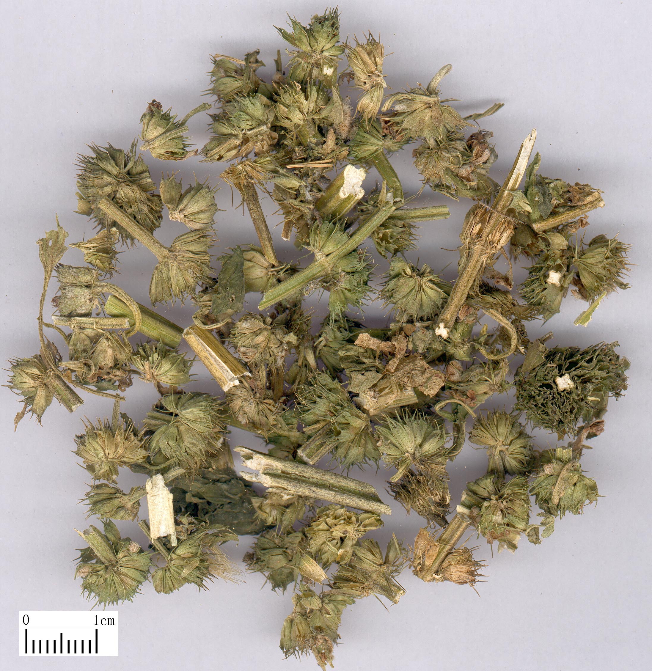中药材-益母草-饮片