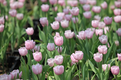 The Tulip.jpg